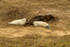 Grey Seal With Two Pups
