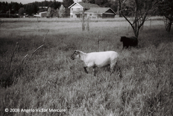 Farm Animals portfolio