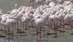 Lesser Flamingo in wind