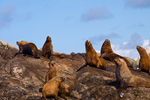 Sea lions - 2744