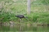 Glossy Ibis