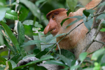 Probiscus monkey male
