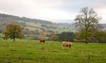 Hope Dale