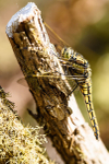 Female Black-tailed skimmer