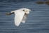 Little Egret (Egretta garzetta) flying