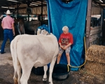 Boy with Cow, Missouri, 1994