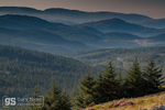 Coed y Brenin Forest, dawn