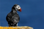 Skelligs Puffin