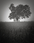 Three Trees, Ilkey