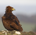 GOLDEN EAGLE