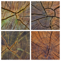 Wood Cracks