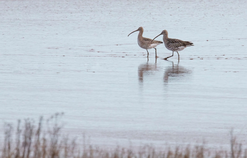 Eurasian Curlew - Dee Estuary - North Wales