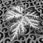 2557 - Vine Leaf Table