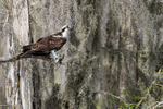 Osprey close view on perch with fish, Blue Cypress Lake, Florida
