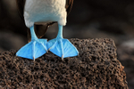 Blue-footed Booby feet on lava rock, Isla Lobos, Galapagos