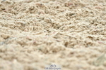 Sunday 2nd - British Dressage Classes portfolio