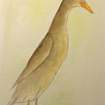 Brown runner duck