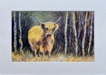 Another Heilan Coo !