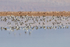 Flock of Baird's Sandpipers, Chaxa, Chile