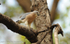 Shikra is swallowing a lizzard.