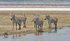 Zebras and one million of flamingos background