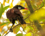 Montezuma Oropendola, Arenal, Costa Rica