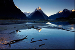 Milford Sound Driftwood