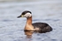 Red-necked Grebe