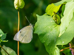 Large White