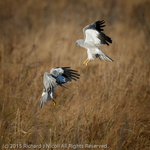Hen Harrier (Circus cyaneus) squabble
