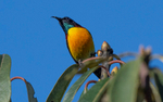 Green-tailed Sunbird