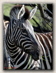 Zebra