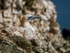 Gannet