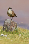 Buff-winged Cinclodes portfolio
