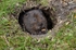 Water Vole