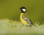 Great Tit (adult) standing upright, Worcestershire