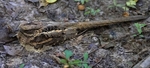 Long Tailed Nightjar