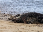 Atlantic Grey Seal
