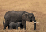 African Bush Elephant
