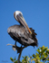 Galapagos Pelican 1