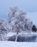 Hoar Frost