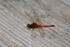 Red Dragon