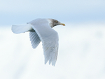 Glaucous Gull (adult winter) flying at Grundarfjörður, Iceland
