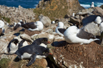 Black-browed Albatross and Rockhopper Penguins