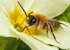 Andrena fulva (m)