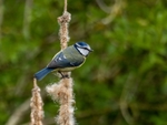Blue Tit