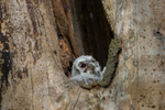 Tawny owl chick.   ref 1805