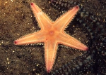 Astropecten irregularis