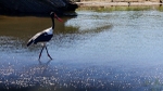 Saddlebilled Stork - SA
