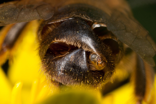 Closeup of abdomen showing a male Stylops fly that is parasitising this [i]Andrena carantonica[/i]. There are several…
